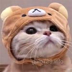 Avatar of Shoaib Rafiq